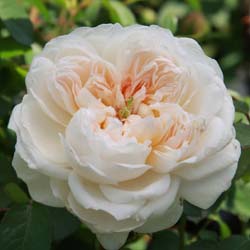 Roseira 'Glamis Castle'